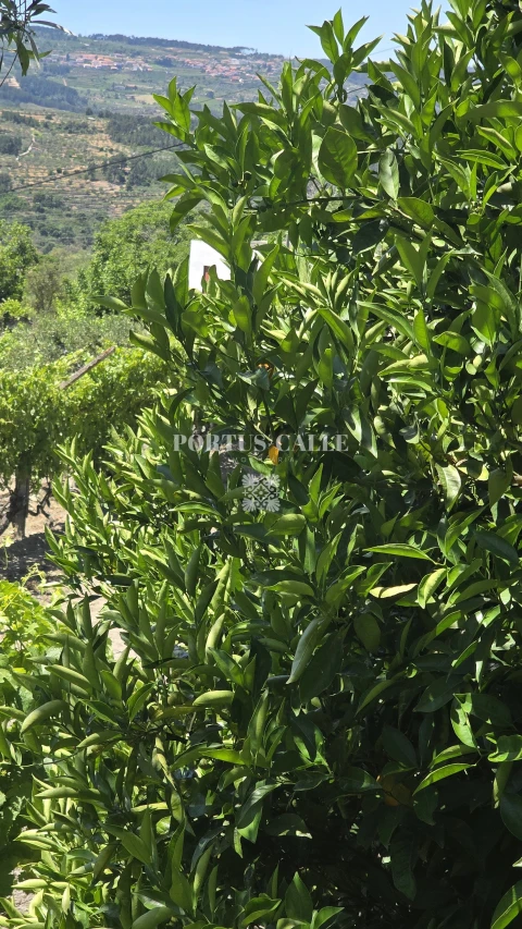 Terreno para Venda em Paradinha e Nagosa