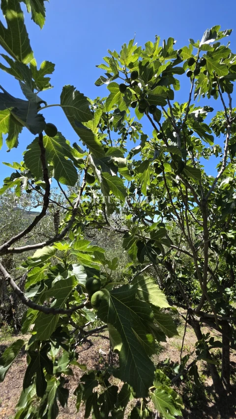 Terreno para Venda em Paradinha e Nagosa