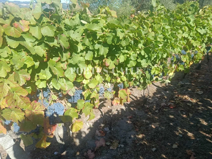 Terreno para Venda em Paradinha e Nagosa Foto 12