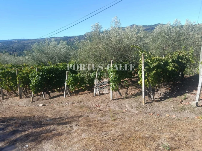 Terreno para Venda em Paradinha e Nagosa Foto 16