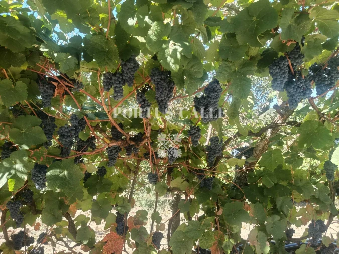 Terreno para Venda em Paradinha e Nagosa Foto 17