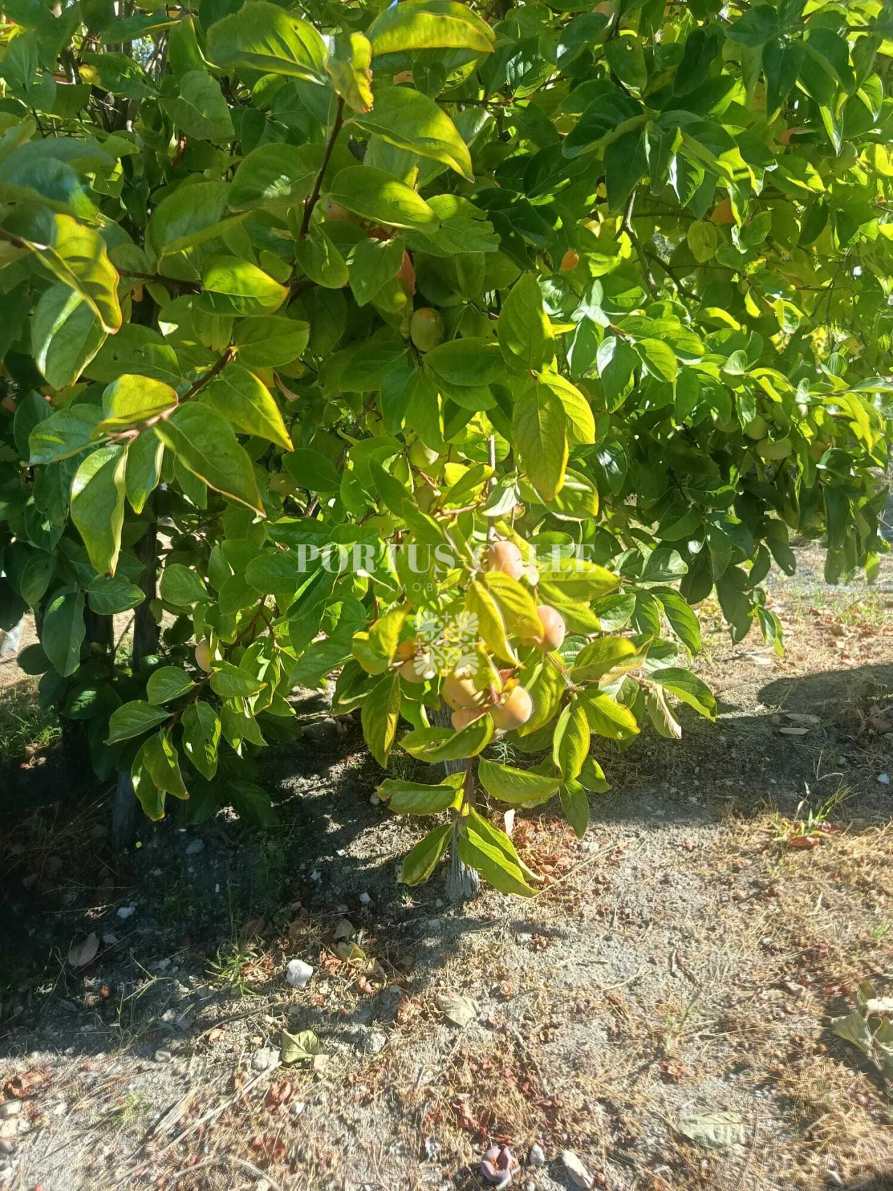 Terreno para Venda em Paradinha e Nagosa Foto 10