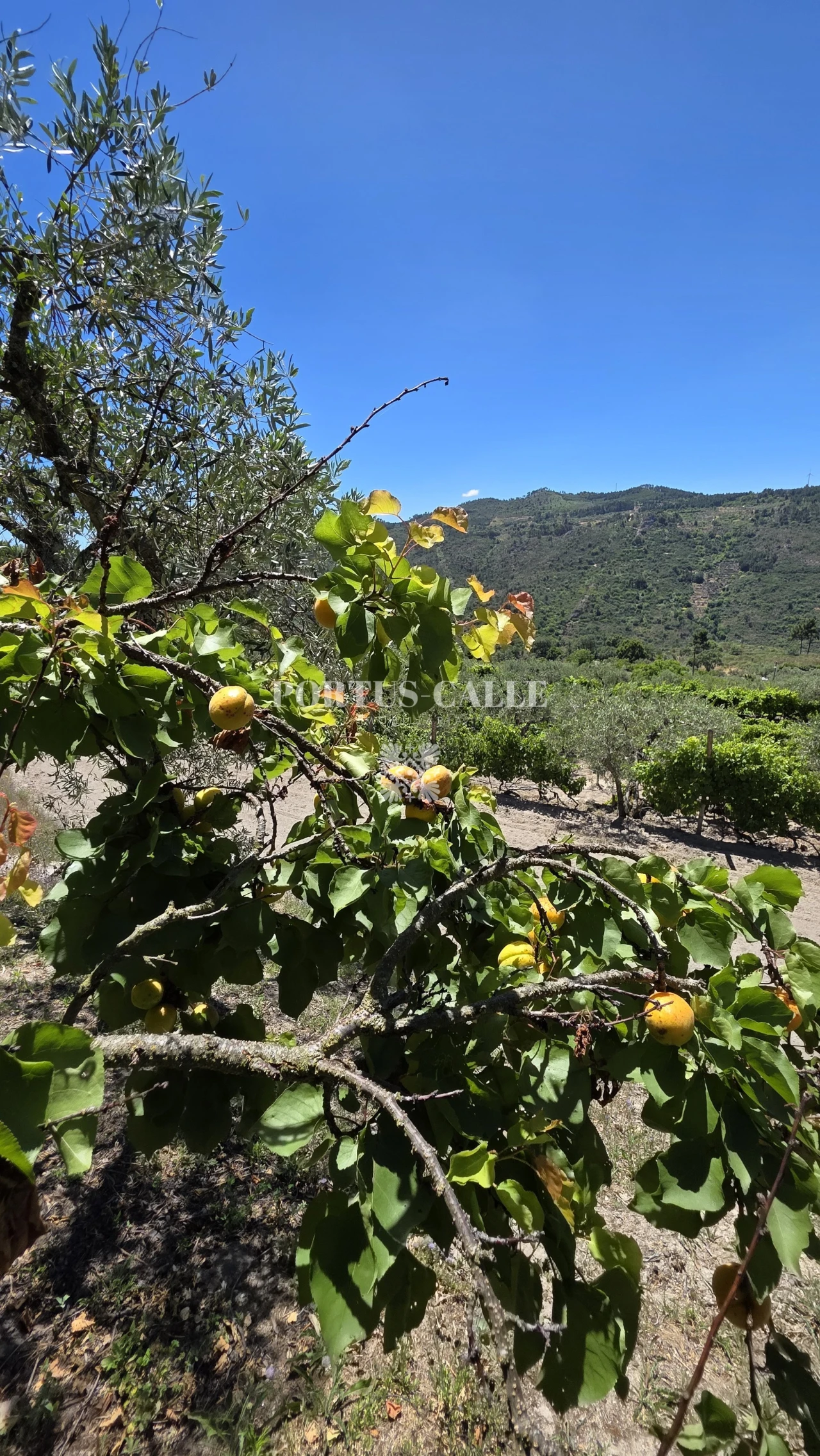 Terreno para Venda em Paradinha e Nagosa Foto 15