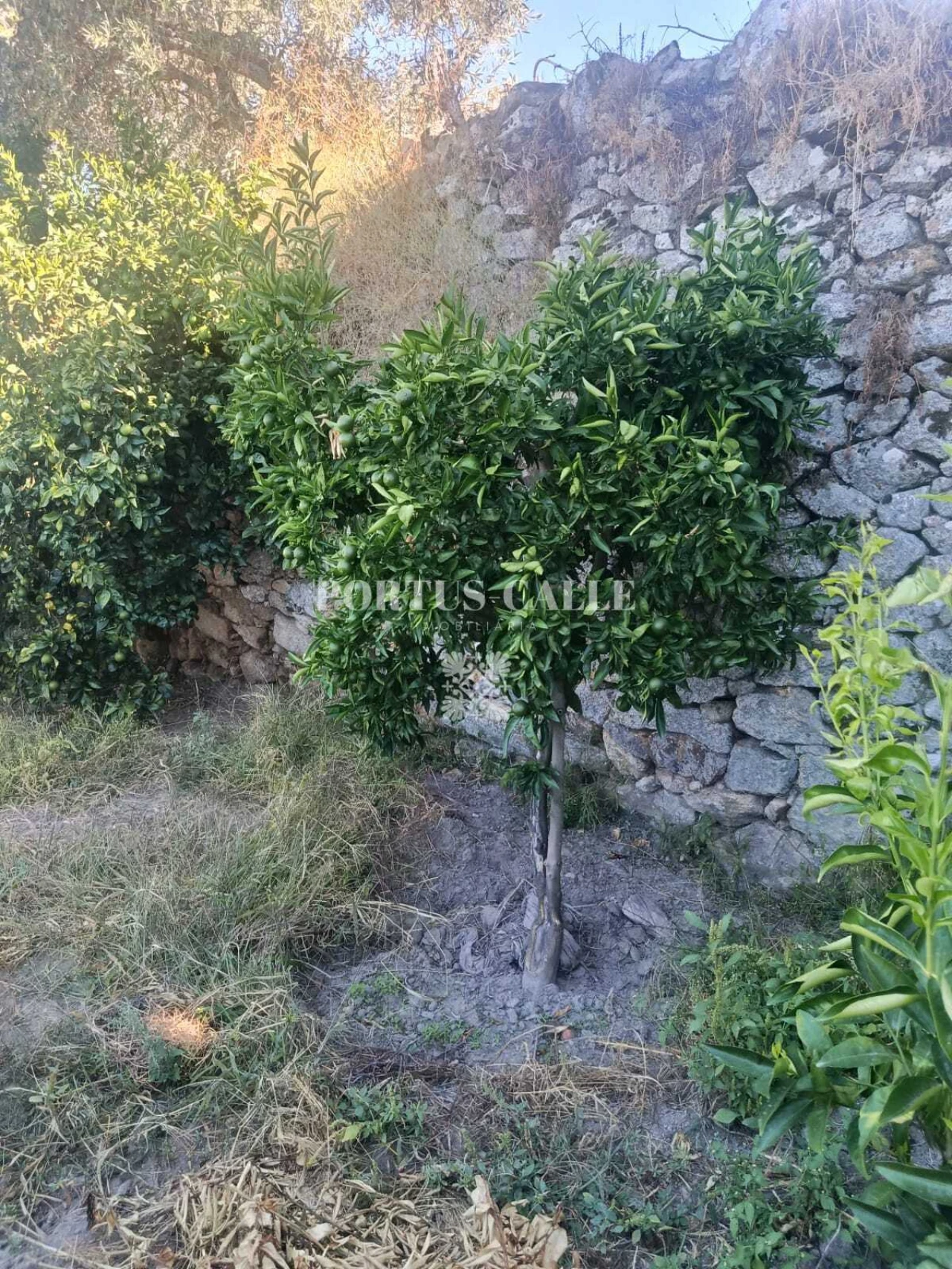 Terreno para Venda em Paradinha e Nagosa Foto 6