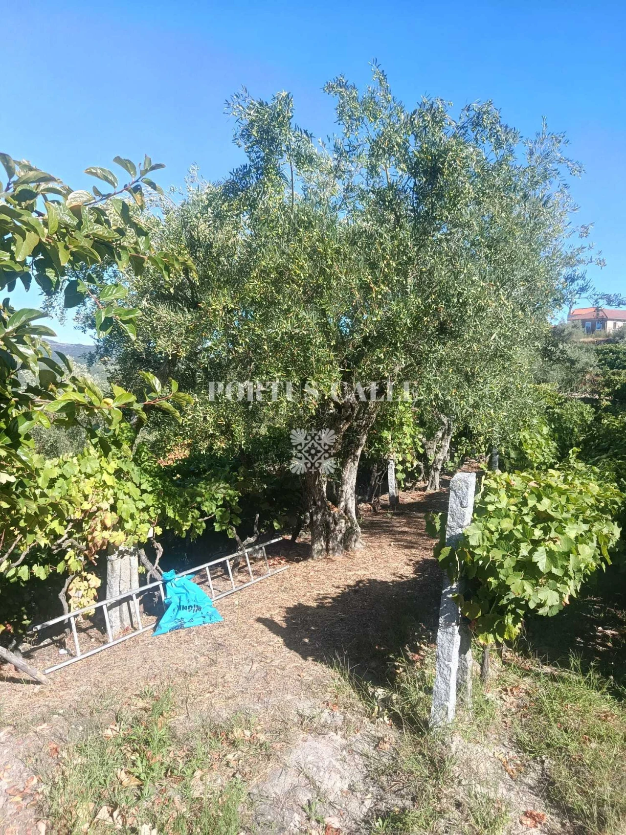 Terreno para Venda em Paradinha e Nagosa Foto 11