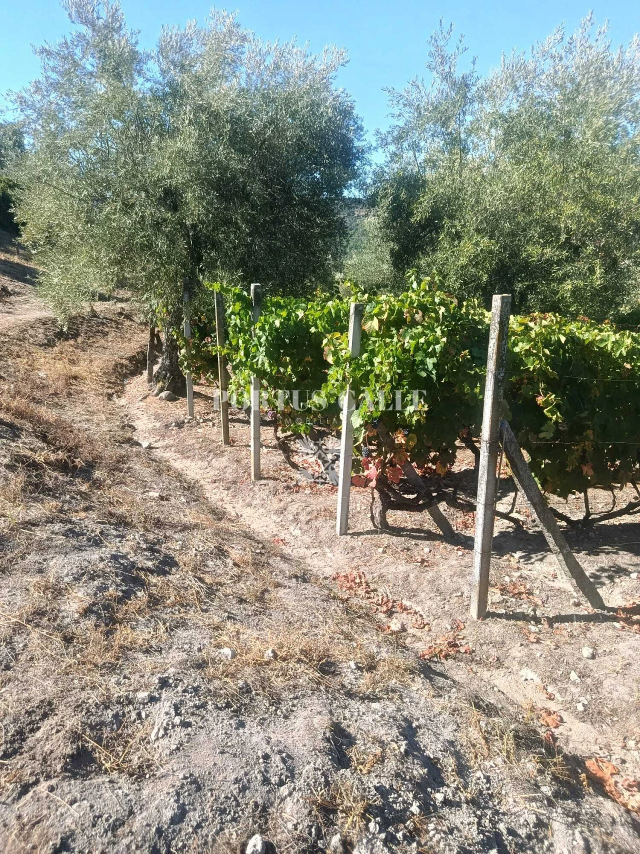 Terreno para Venda em Paradinha e Nagosa Foto 13