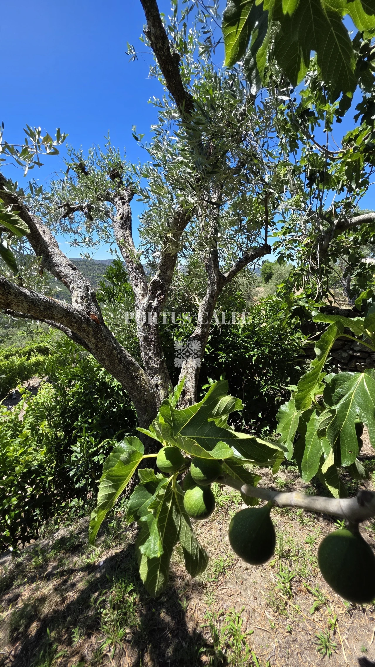 Terreno para Venda em Paradinha e Nagosa Foto 18