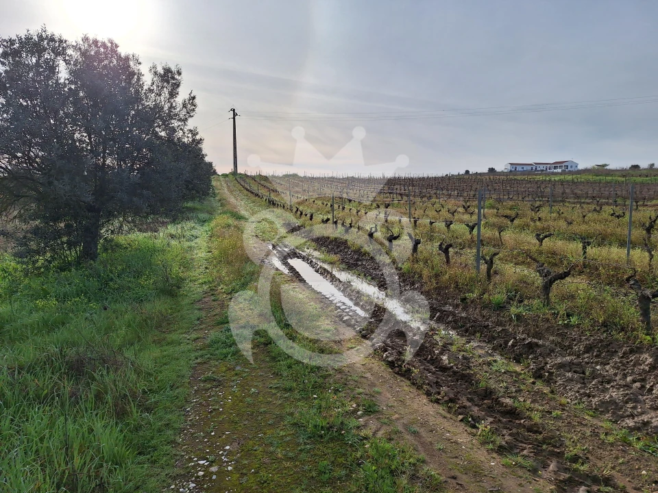 Terreno para Venda em Reguengos de Monsaraz Foto 3