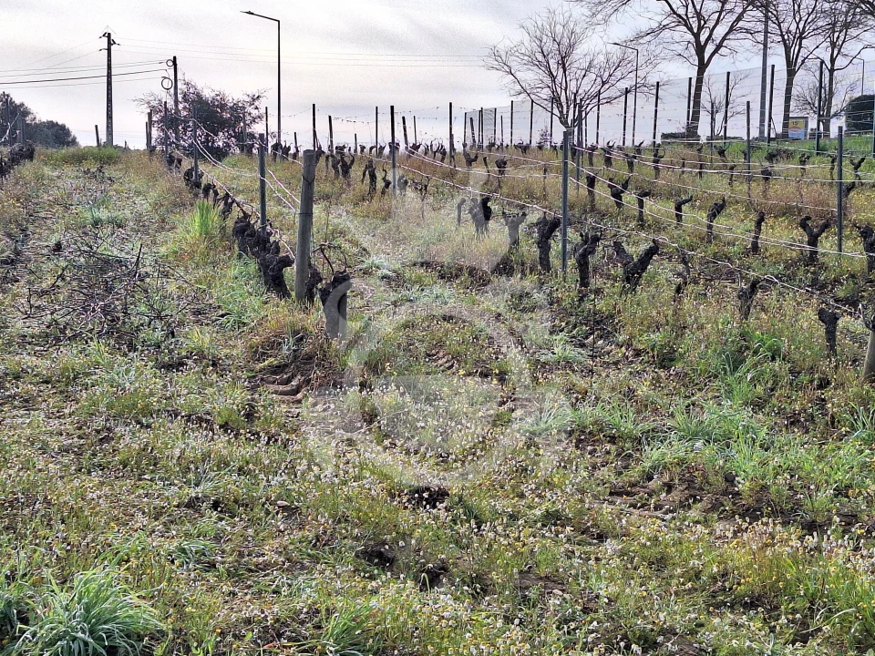 Terreno para Venda em Reguengos de Monsaraz Foto 13