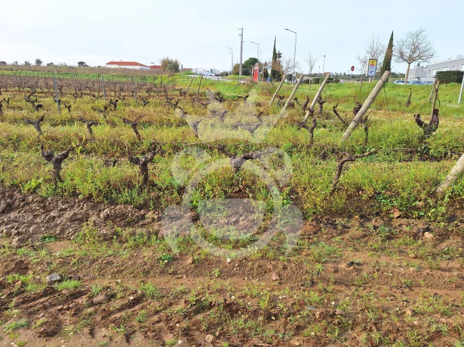 Terreno para Venda em Reguengos de Monsaraz Foto 2