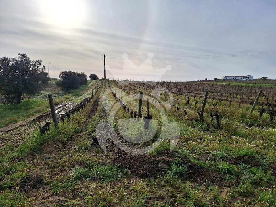 Terreno para Venda em Reguengos de Monsaraz Foto 1