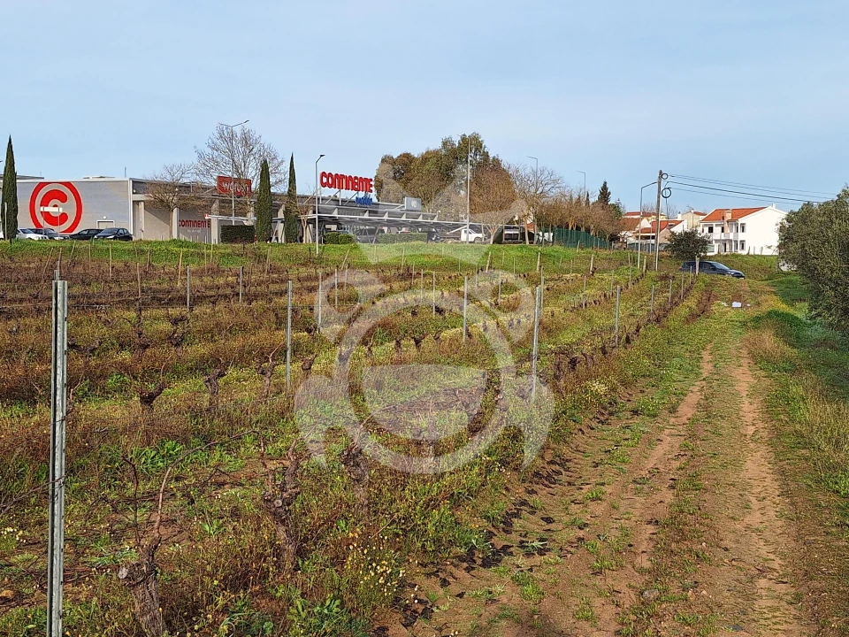 Terreno para Venda em Reguengos de Monsaraz Foto 4
