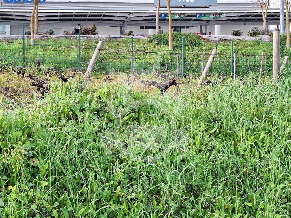 Terreno para Venda em Reguengos de Monsaraz Foto 12