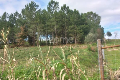 Terreno para Venda em Cartaxo e Vale da Pinta