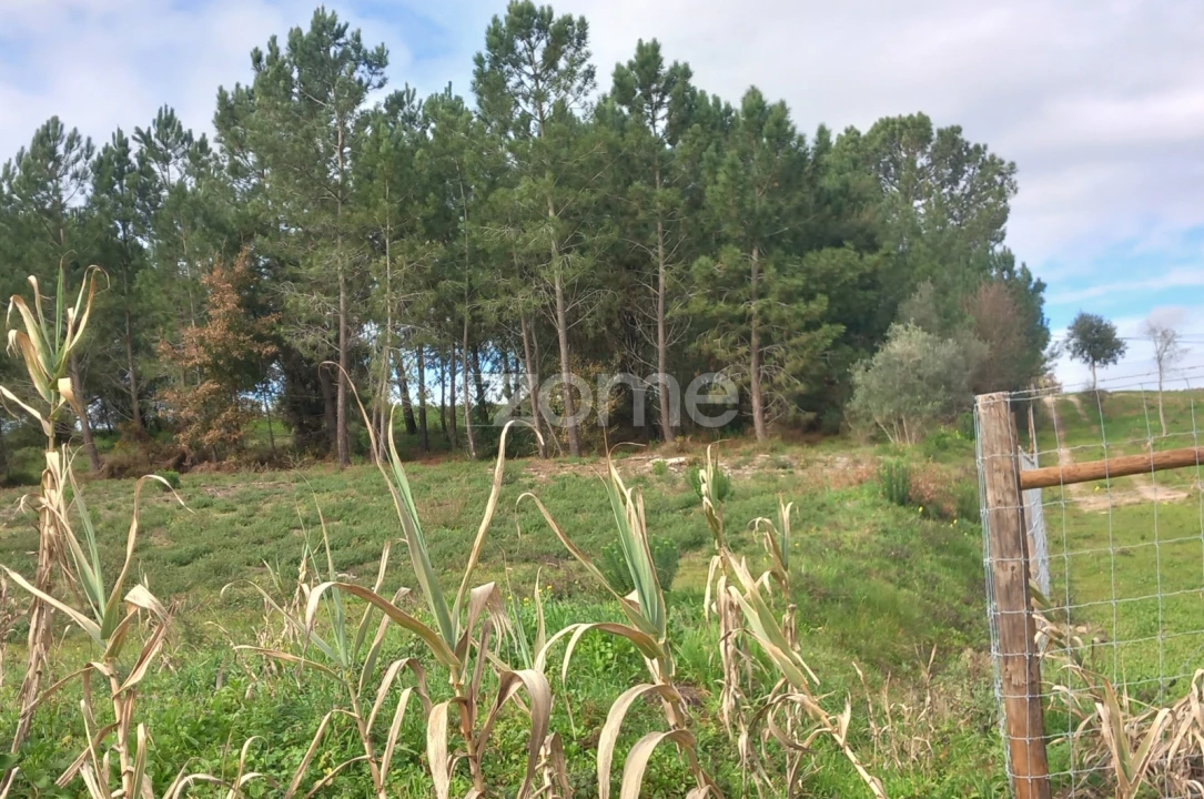 Terreno para Venda em Cartaxo e Vale da Pinta Foto 5