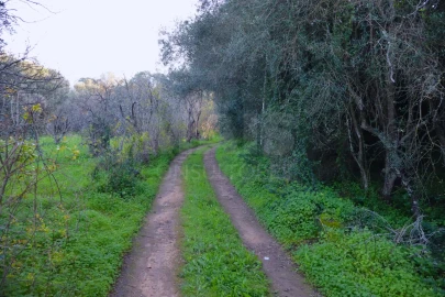 Terreno para Venda em Alcantarilha e Pêra