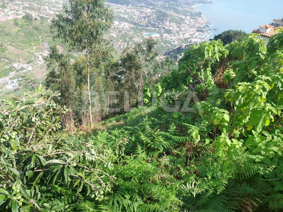 Terreno para Venda em Camara de Lobos Foto 13