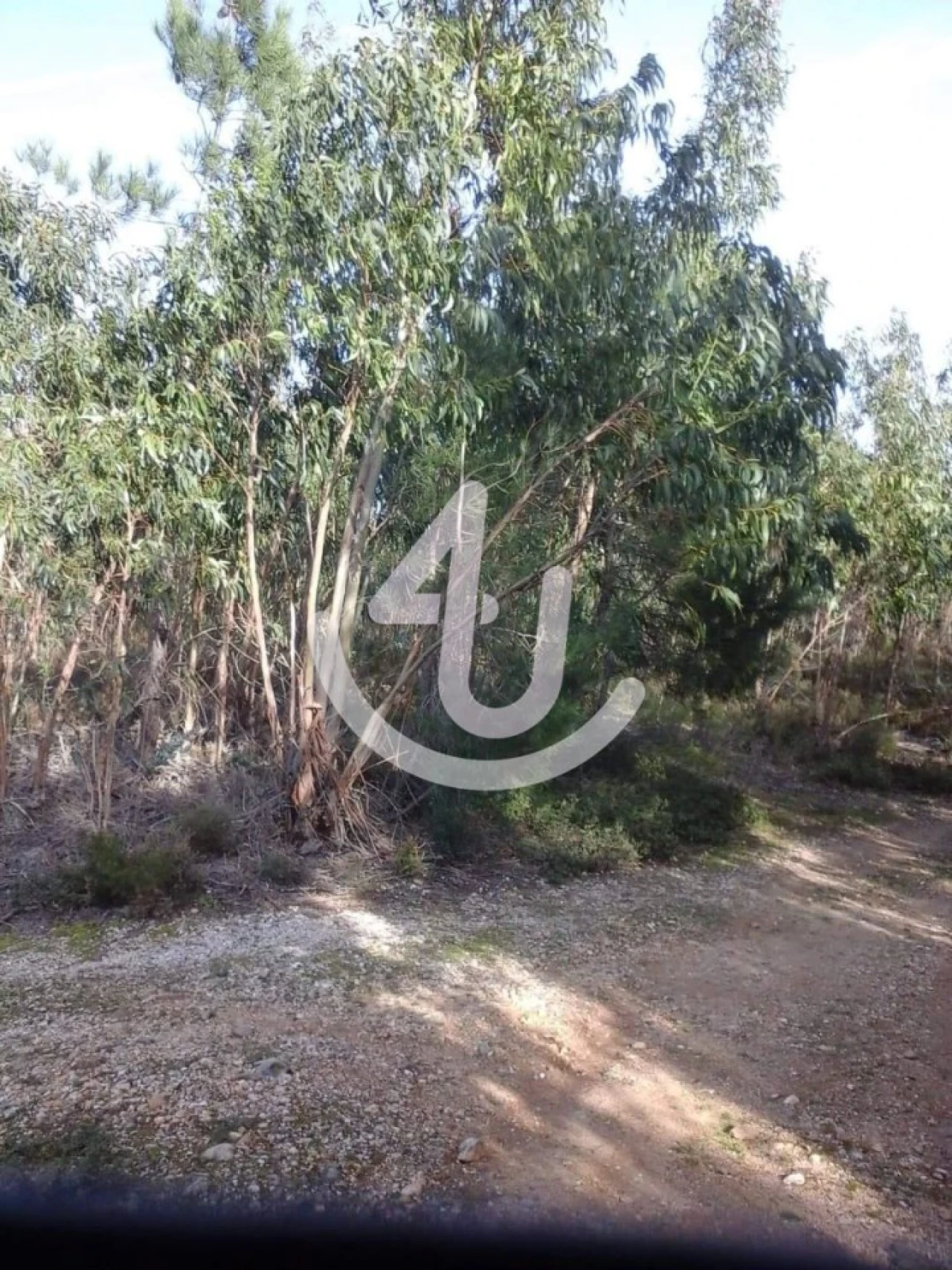 Terreno Agricola ou Rústico para Venda em Chancelaria Foto 2