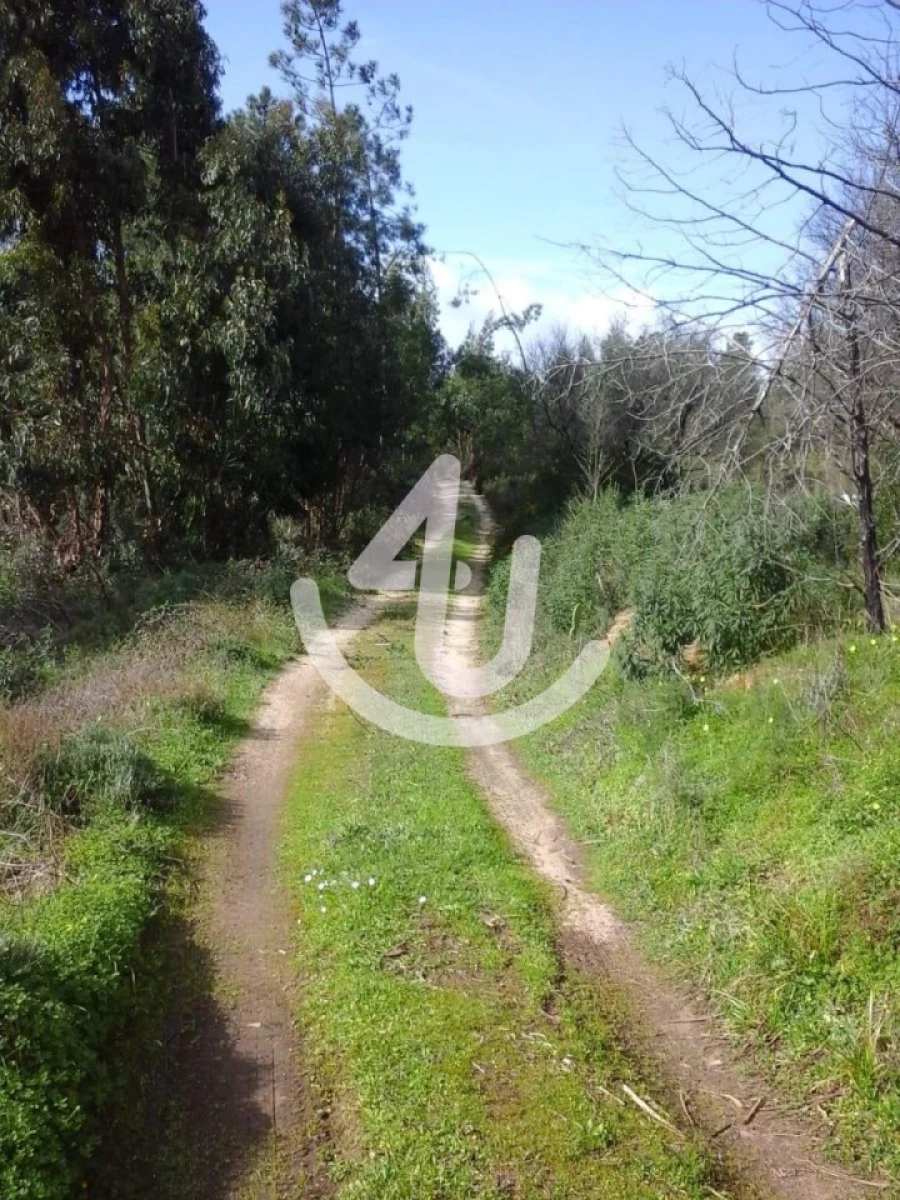 Terreno Agricola ou Rústico para Venda em Chancelaria Foto 8
