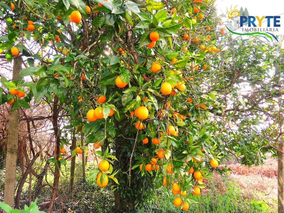 Quinta T3 para Venda em Cabeçudo Foto 17