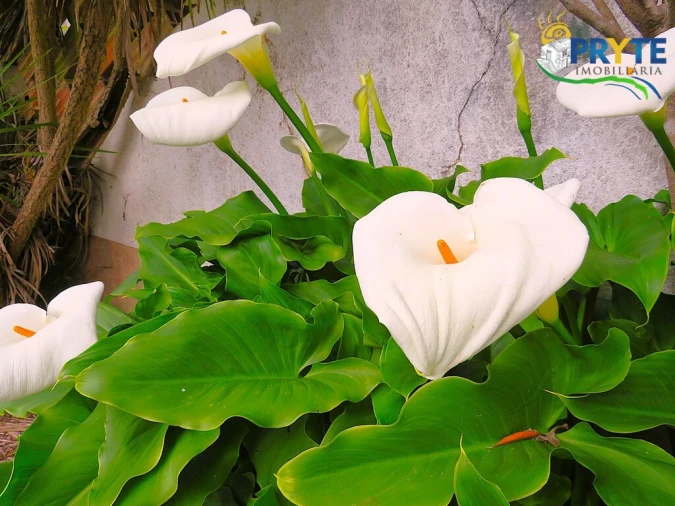 Quinta T3 para Venda em Cabeçudo Foto 16