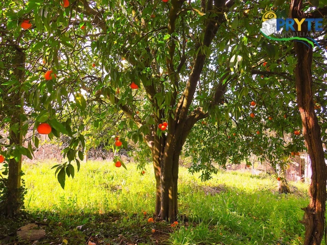 Quinta T3 para Venda em Cabeçudo Foto 20