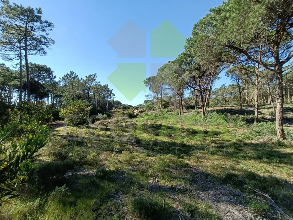 Terreno Agricola ou Rústico para Venda em Santa Maria e São Miguel, São Martinho, São Pedro Penaferrim Foto 5