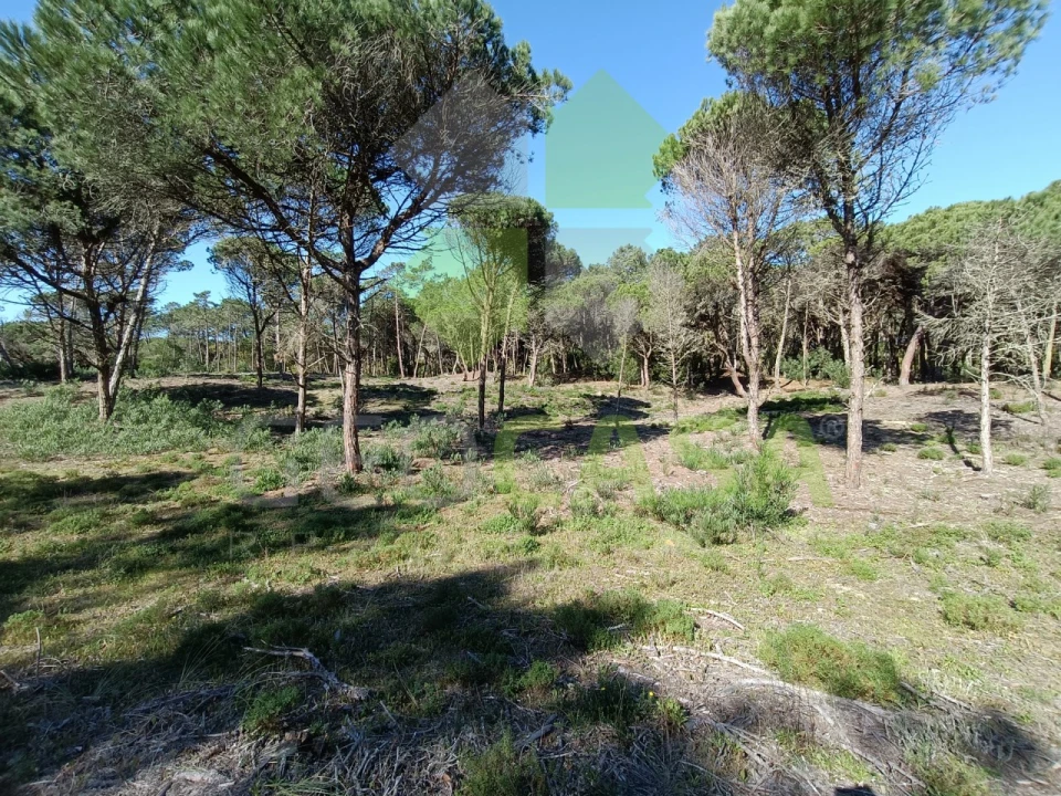 Terreno Agricola ou Rústico para Venda em Santa Maria e São Miguel, São Martinho, São Pedro Penaferrim Foto 7