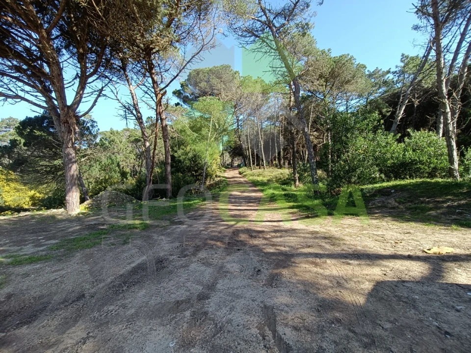 Terreno Agricola ou Rústico para Venda em Santa Maria e São Miguel, São Martinho, São Pedro Penaferrim Foto 14