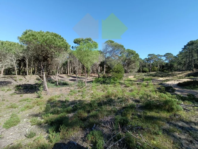 Terreno Agricola ou Rústico para Venda em Santa Maria e São Miguel, São Martinho, São Pedro Penaferrim Foto 2