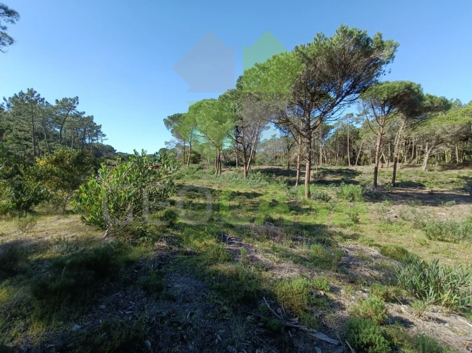 Terreno Agricola ou Rústico para Venda em Santa Maria e São Miguel, São Martinho, São Pedro Penaferrim Foto 3