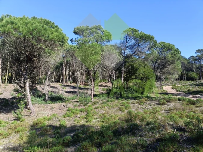 Terreno Agricola ou Rústico para Venda em Santa Maria e São Miguel, São Martinho, São Pedro Penaferrim Foto 4