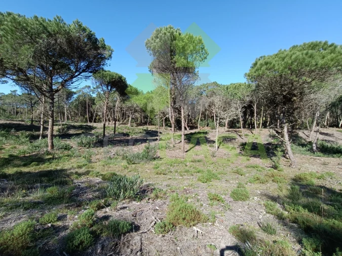 Terreno Agricola ou Rústico para Venda em Santa Maria e São Miguel, São Martinho, São Pedro Penaferrim Foto 6