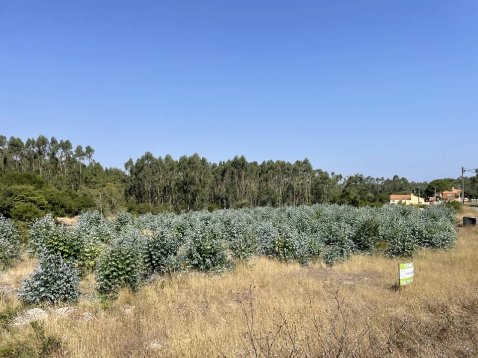Terreno Agricola ou Rústico para Venda em Reguengo Grande Foto 3