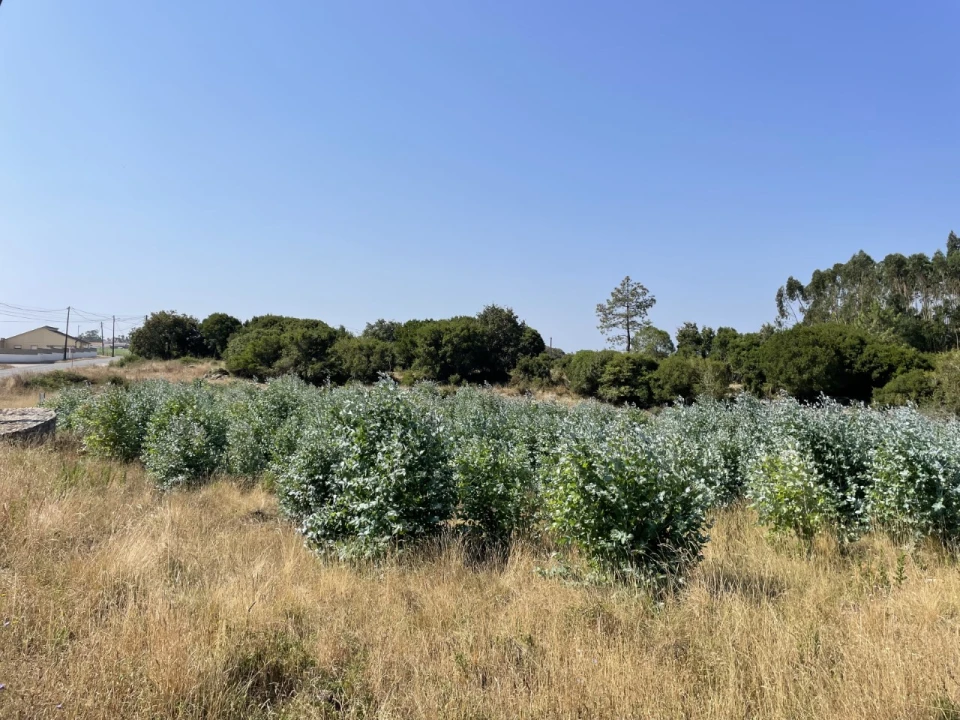 Terreno Agricola ou Rústico para Venda em Reguengo Grande Foto 5
