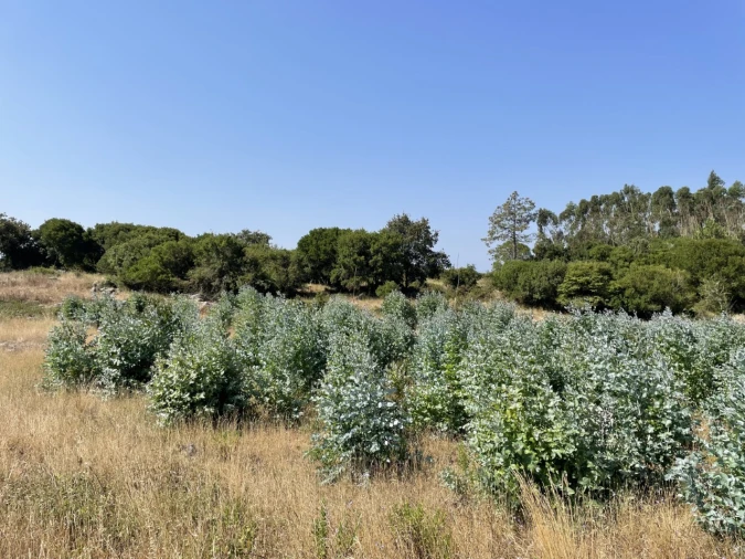 Terreno Agricola ou Rústico para Venda em Reguengo Grande Foto 4