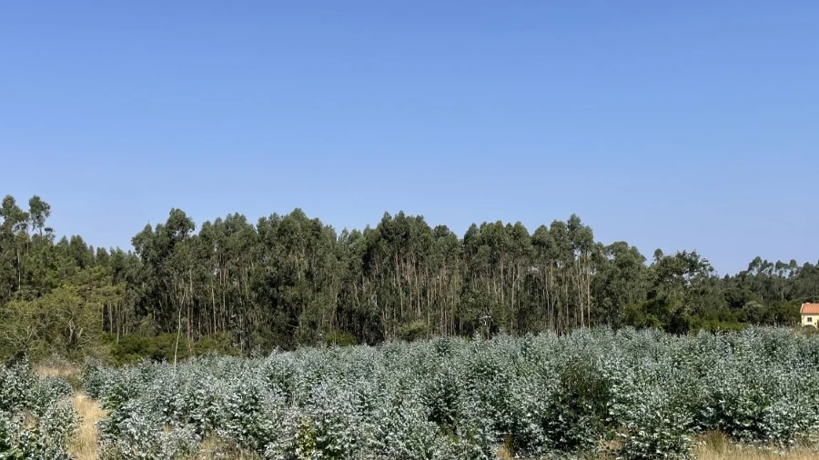 Terreno Agricola ou Rústico para Venda em Reguengo Grande