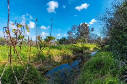 Terreno para Venda em Almancil