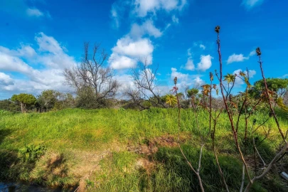 Terreno para Venda em Almancil