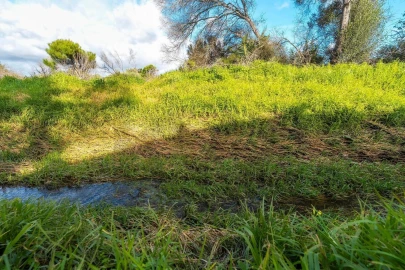 Terreno para Venda em Almancil
