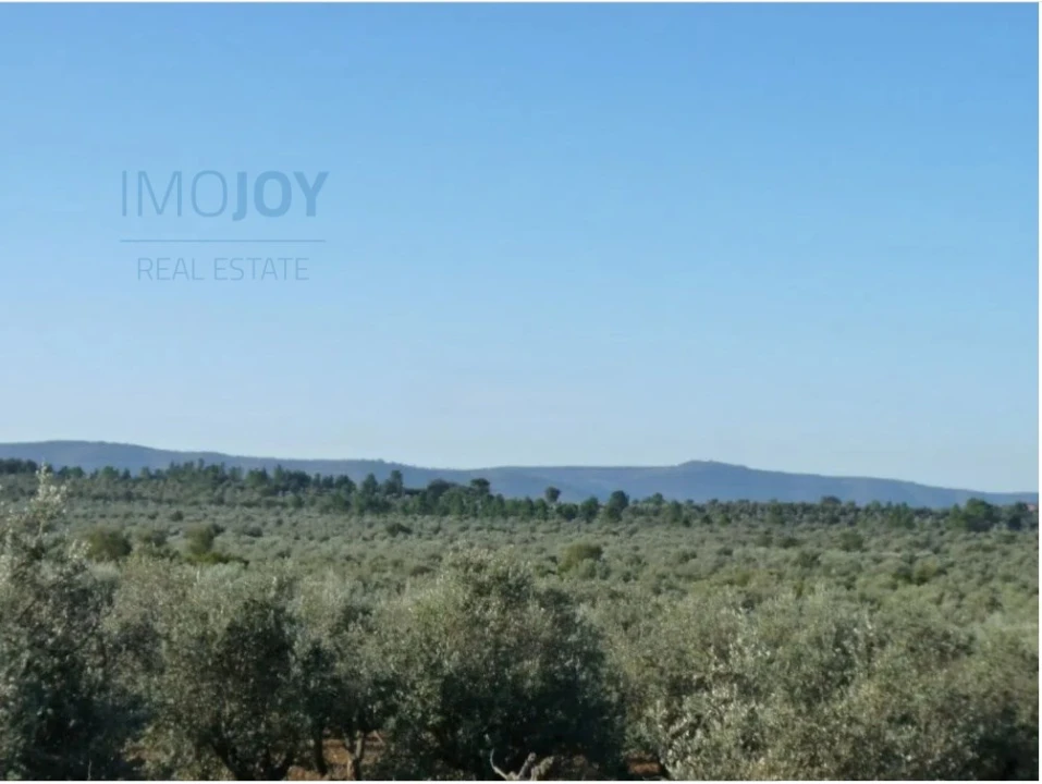 Terreno Agricola ou Rústico para Venda em Borba (Matriz) Foto 7