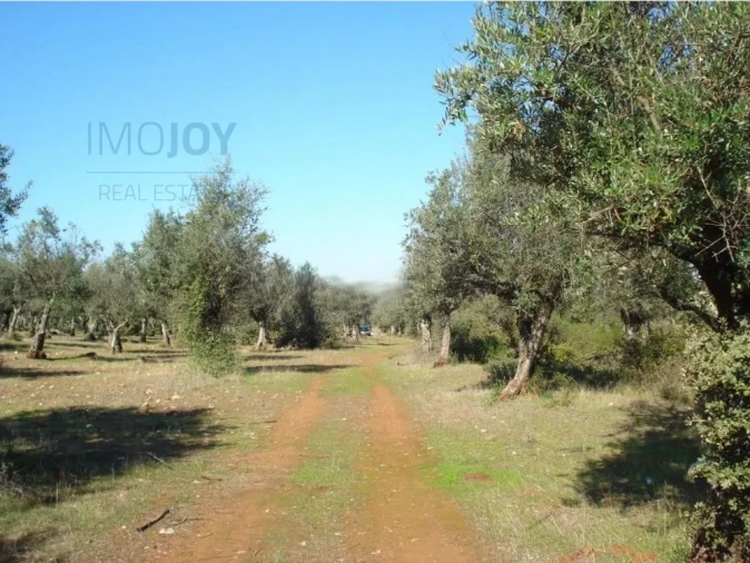 Terreno Agricola ou Rústico para Venda em Borba (Matriz)