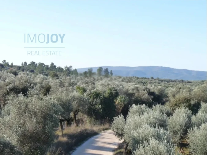 Terreno Agricola ou Rústico para Venda em Borba (Matriz) Foto 2