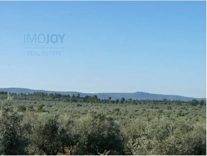 Terreno Agricola ou Rústico para Venda em Borba (Matriz) Foto 7