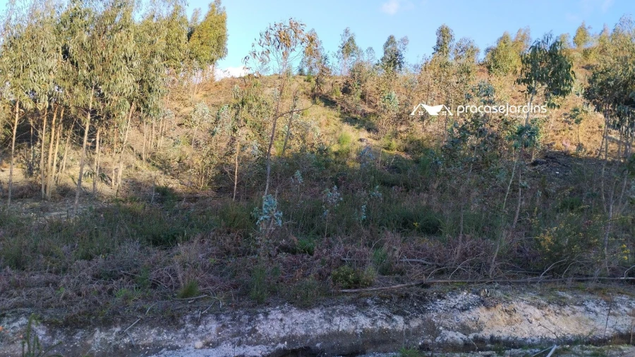 Terreno para Venda em Colmeias e Memória Foto 1