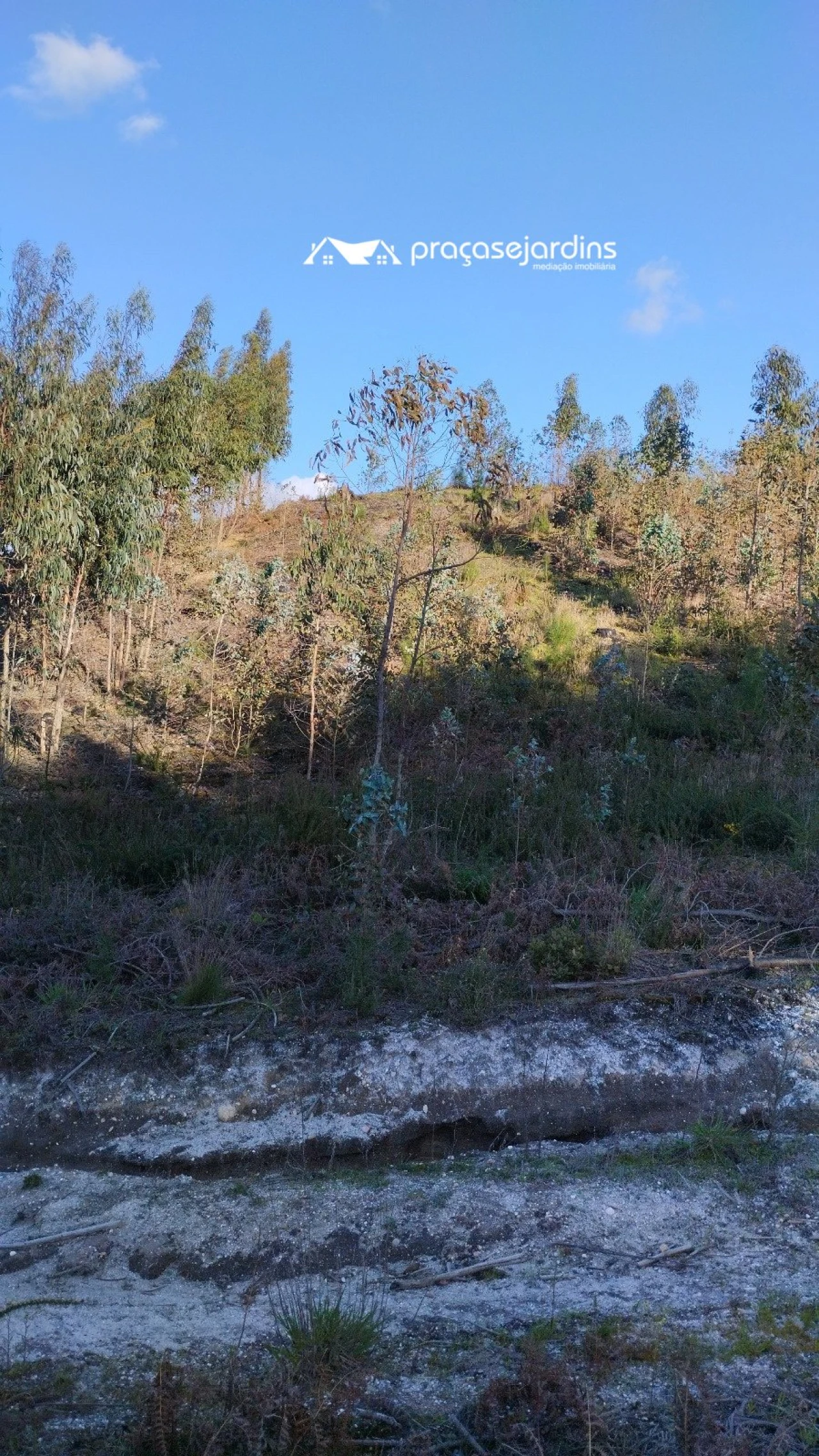 Terreno para Venda em Colmeias e Memória Foto 9