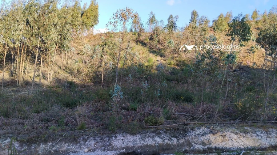 Terreno para Venda em Colmeias e Memória
