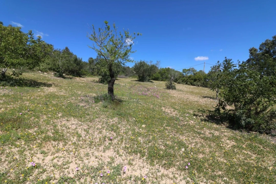 Terreno para Venda em Conceição e Estoi Foto 8