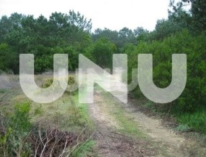 Terreno para Venda em Murtosa Foto 3