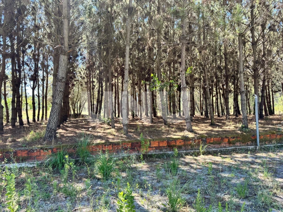 Terreno Agricola ou Rústico para Venda em Bustos, Troviscal e Mamarrosa Foto 8